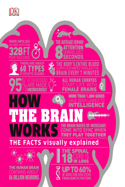 How The Brain Works